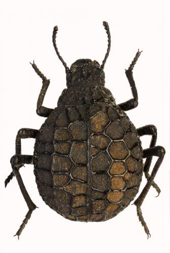Adesmia crystallina
